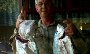 Giepie trek Bielies uit